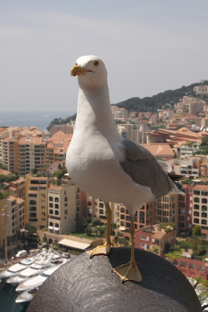 Monaco 1